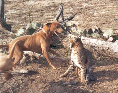 Red Lacy Dogs and bobcat